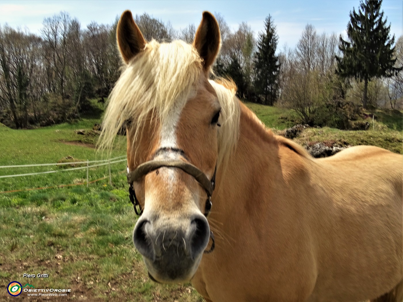 80 Sul sentiero che scende a Sonzogno bel cavallo alla cascina mi saluta.JPG